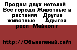 Продам двух нетелей - Все города Животные и растения » Другие животные   . Адыгея респ.,Майкоп г.